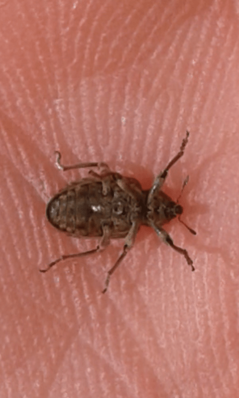Curculionidae : Hypera sp.? Sì, Hypera postica